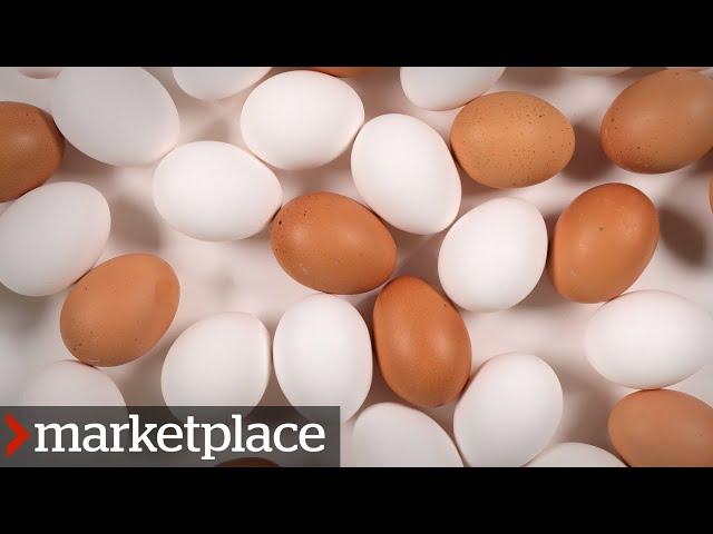 Which eggs are more nutritious? Testing organic, free-run and conventional (Marketplace)