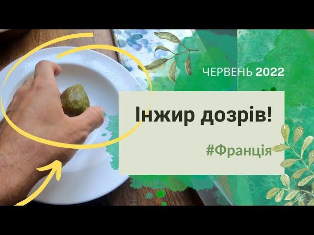 #27 Інжир та інша екзотика у французькому Провансі