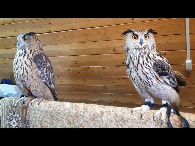 Eagle Owl Yoll visiting the Eagle owl Varvara. TwoSOVochka!