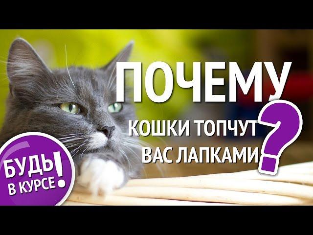 Почему кошка топчет вас лапками? Кошачий массаж: что это?