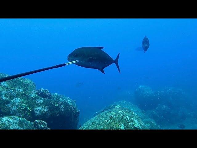 Hawaii Spearfishing | 3-prongin’