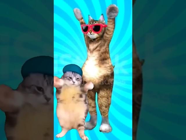 Cute Puppy and cat Dance 