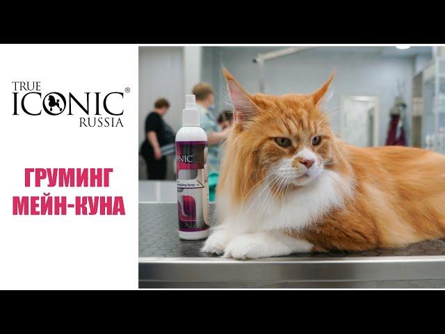 Груминг мейн-куна косметикой #TrueIconic