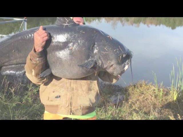 Monster Catfish Cape Fear River Short Version