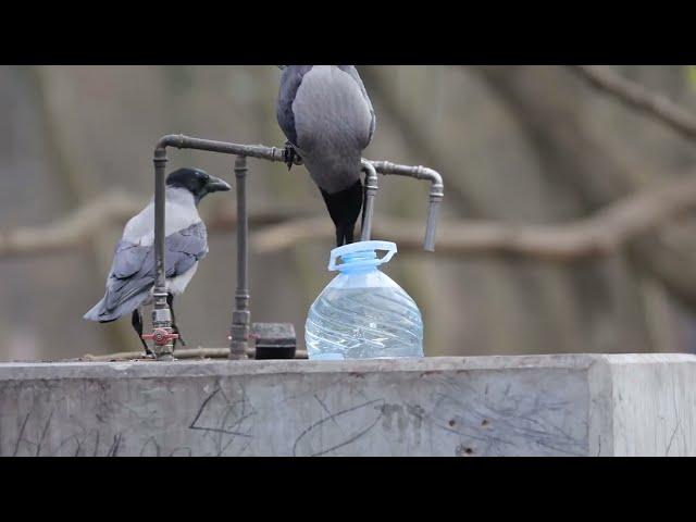 Hooded Crow / Grey Crow