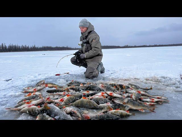 СТЫНЕТ КРОВЬ ОТ ТАКОЙ РЫБАЛКИ!! БЕЗУМНЫЙ КЛЁВ КРУПНЯКА и жареные караси! Рыбалка по первому льду.