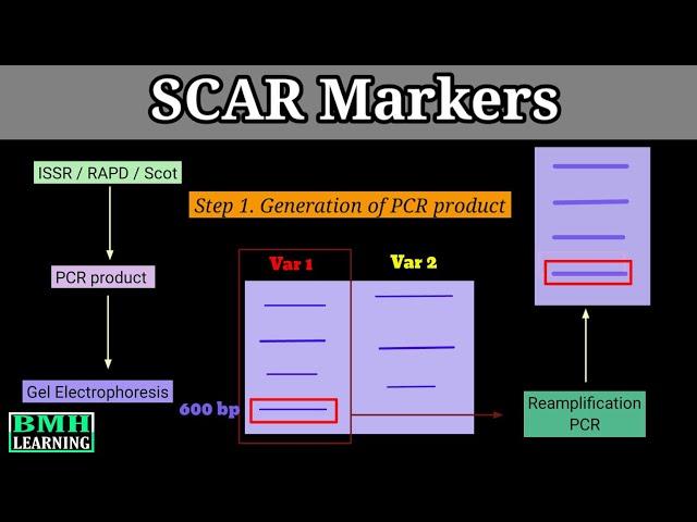 SCAR Marker | Sequence Characterized Amplified Region | Design & Development Of SCAR Markers |