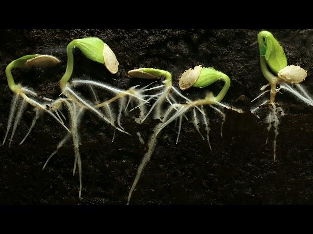 Plant growing time-lapse | Free Stock Video without Watermark or Copyright