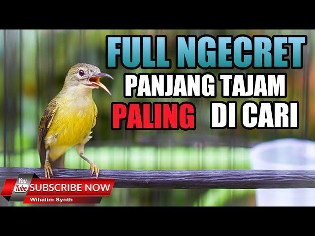 KOLIBRI MANGGAR BETINA GACOR - SUARA KOLIBRI WICEH BETINA - KORLAP KOLIBRI KELAPA BETINA GACOR !!