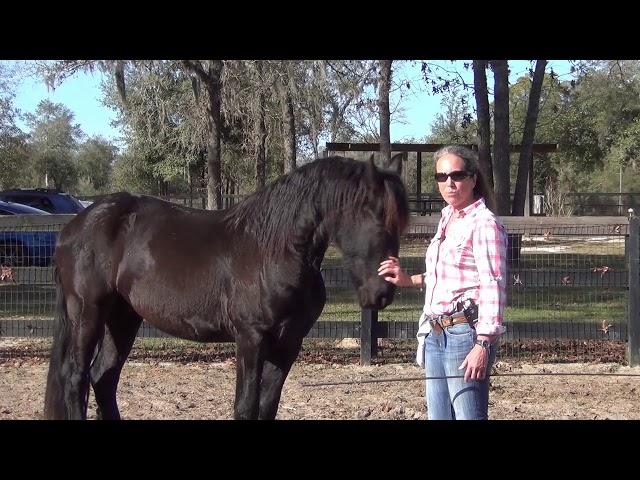 Colt-Starting a 3-Year-Old Friesian: Zeppelin’s First Day