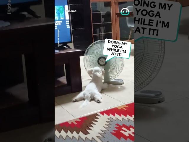 This Dog Knows How To Cool Down || ViralHog