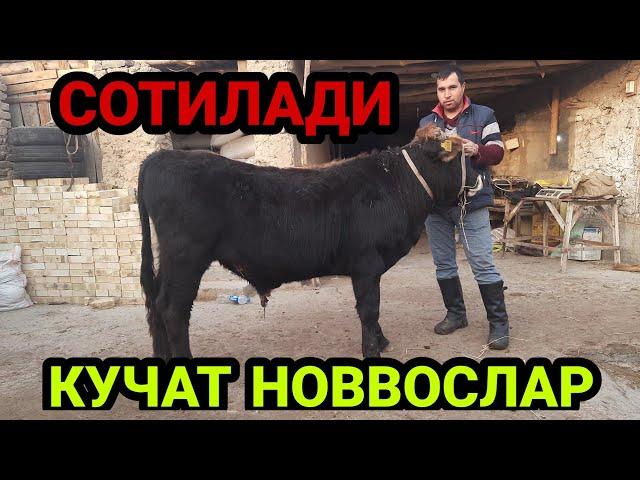 СОТИЛАДИ БОКМА ЁШ КУЧАТ НОВВОСЛАР НАРХЛАРИ 22 ноября 2021 г. SOTILADIGON YOSH NOVVOSLAR NARXLARI