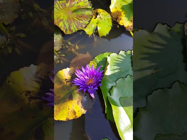 purple lotus