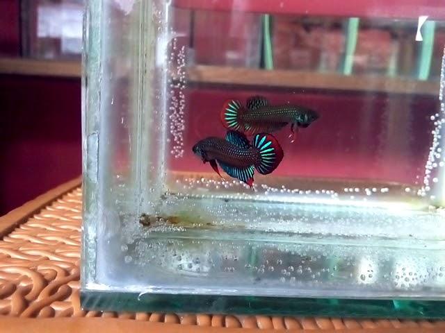 Wild Betta Imbelis | ikan cupang alam dari pulau Sumatera