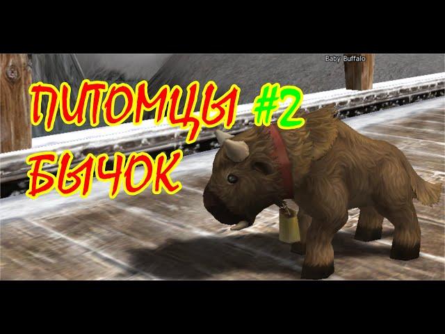 Квест на бычка (baby buffalo). Asterios x5