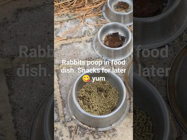 Bunny Rabbits eat their poop,  yum