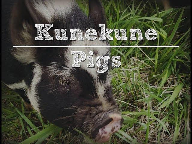 Kunekune Pigs with the Traditional Catholic Homestead