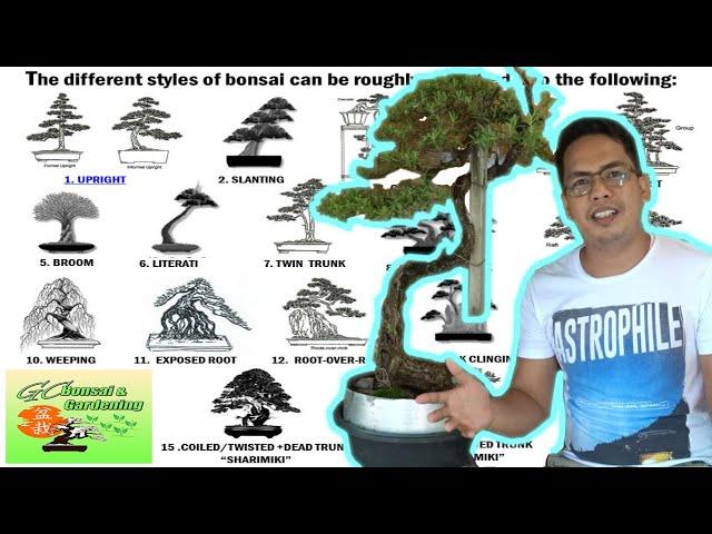 The different Styles of Bonsai (Explained)| [Beginner's Guide]