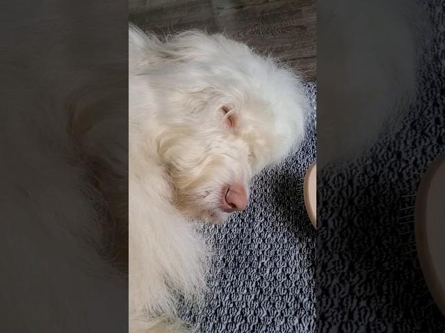 Fluffy cloud falls asleep #dog #cute #puppy