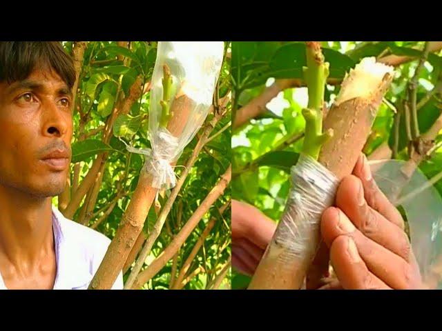 How to make mango tree grafting technique।Big mango tree grafting technique @Aliul Grafting Trees