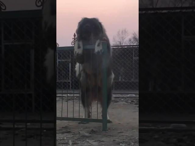 The WORLD'S RAREST🫰 & DEADLIEST Dog Breed?! (Aggressive?)