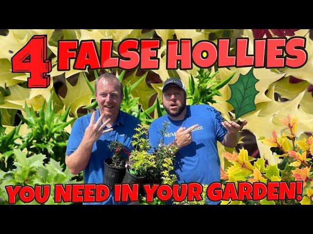 4 False Holly You Should Be Growing In Your Garden! (Fragrant Tea Olives) OSMANTHUS HETEROPHYLLUS