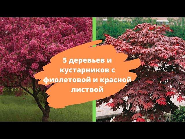 5 деревьев и кустарников с фиолетовой и красной листвой – расставляем акценты в саду