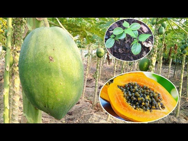 How to Grow Papaya from Seeds || bic sa kaica papeta poudah ugaha? ||