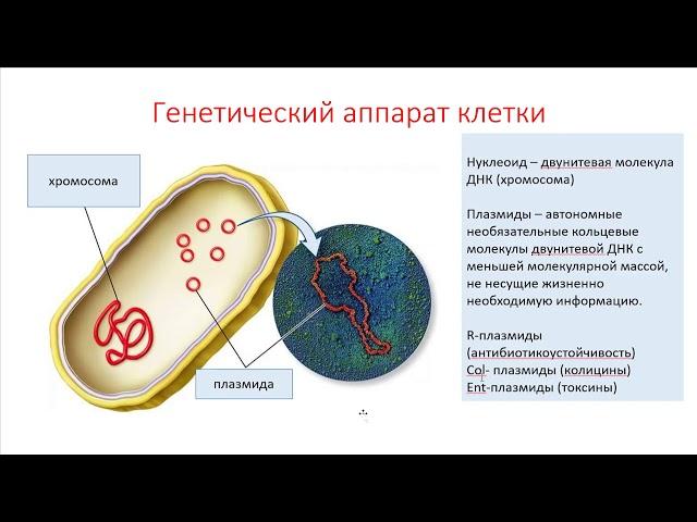 Лекция 3 - структура бактериальной клетки. Методы окраски