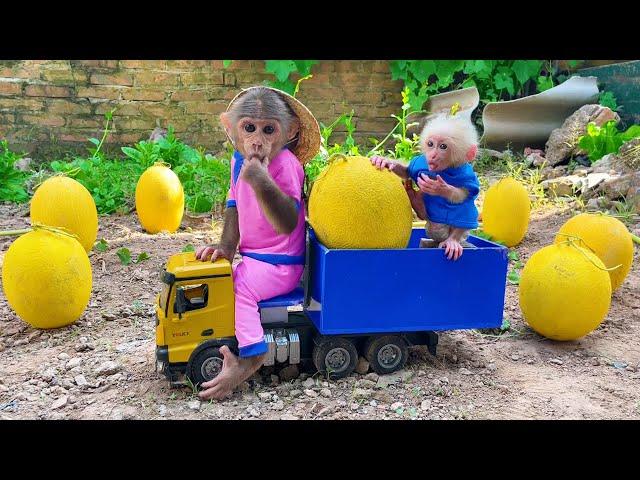 Farmer Bu Bu takes care of the farm and harvests melons to make juice