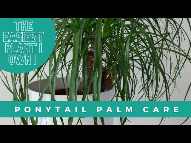 Ponytail Palm (Beaucarnea recurvata) Care Guide For Beginners