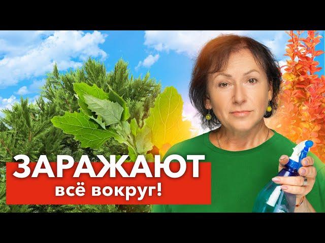 ЭТИ РАСТЕНИЯ - РАССАДНИКИ БОЛЕЗНЕЙ, каждый год болеют сами и заражают все вокруг!