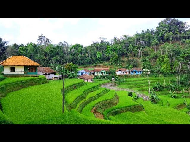 SUPER MANTAP‼️Kampung Super Indah Di Kabupaten Tasikmalaya, Bikin Lupa Setoran, Pedesaan Jawa Barat