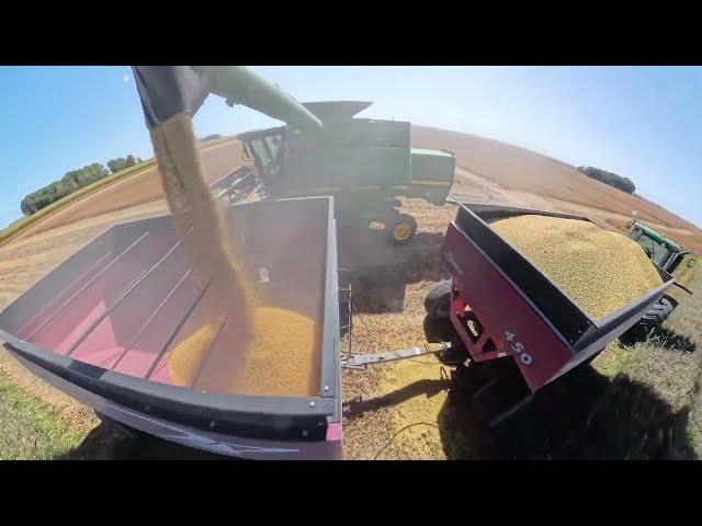 Cutting Soybeans