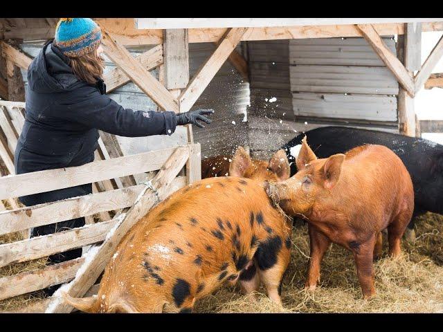 Des cochons élevés dans la neige!