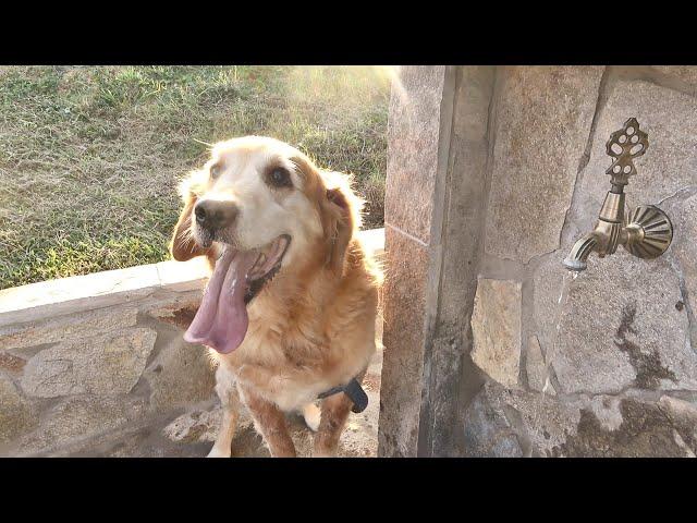 Walter Sees Our Farm for the First Time and Jumps for Joy!