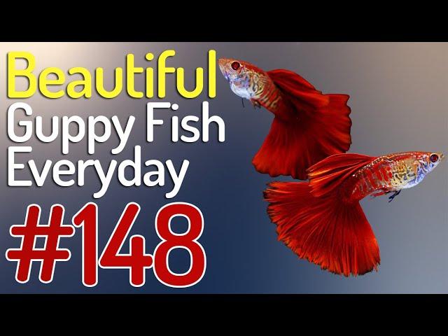 Guppy Channel - Beautiful Guppy Fish Everyday 148