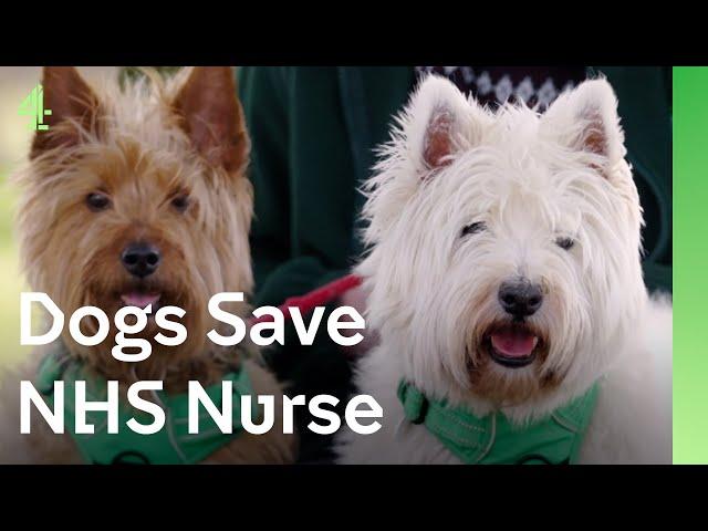 Dogs save NHS nurse  | The Dog House  | Jock & Macy the terriers