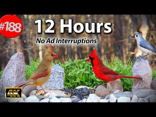 Videos for Cats  Best of Uninterrupted CatTV  12 Hour Compilation Mix of Birds  @LensMyth