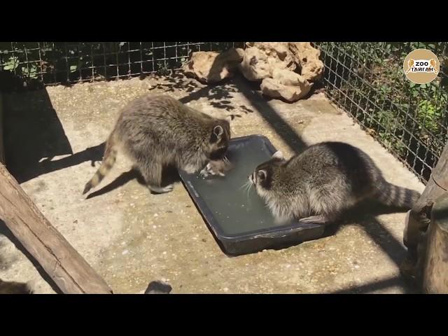 As raccoons children bathe)))))))))) Taigan.