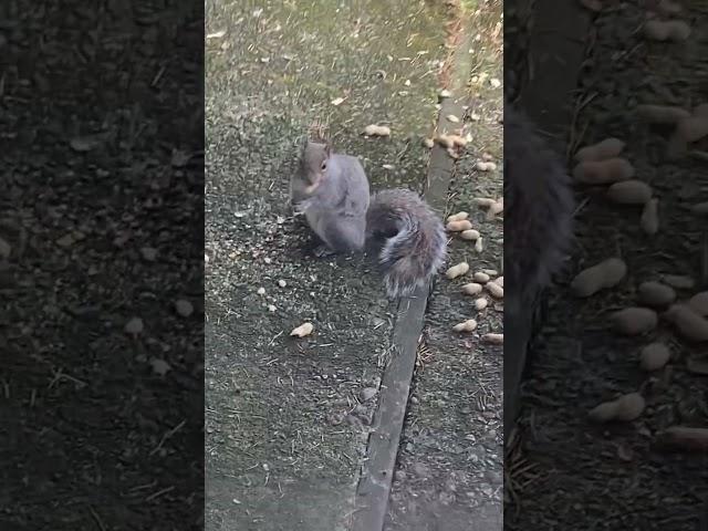 Squirrel Tribe Does Self-Serve #funny