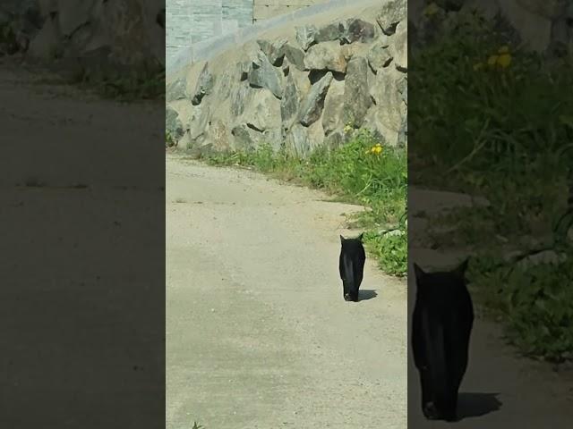 따라오지마