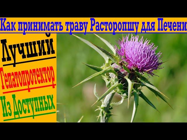 Как принимать траву Расторопшу для восстановления печени! Лучший ГЕПАТОПРОТЕКТОР!