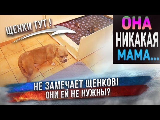 Первые 6 часов жизни новорожденных щенков. Какая Лира мать?