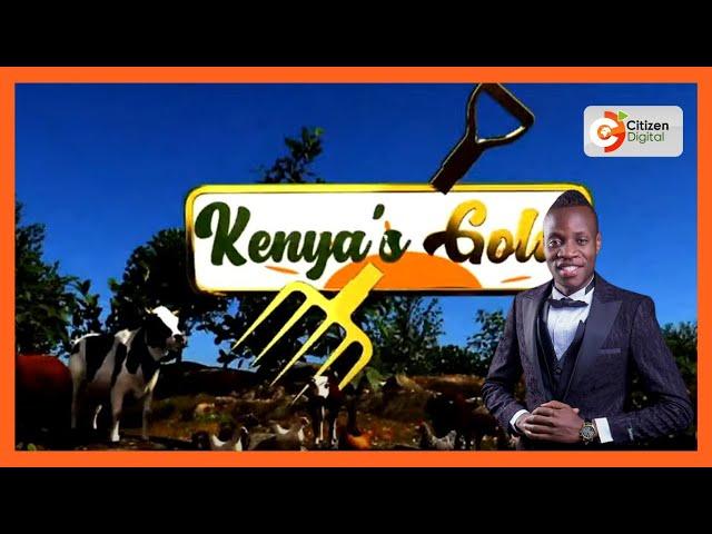 | KENYA’S GOLD | Gospel artist Guardian Angel on how he started pig farming