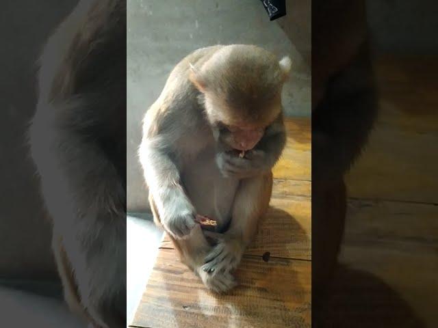 Monkey Rani Funny Video  Dekh Tamasha bandar ka #Vidioupload#Monkey#Youtubeshorta