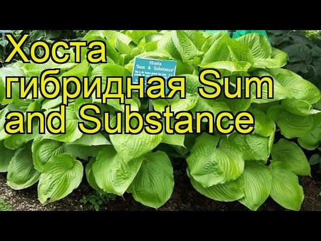 Хоста гибридная Сам энд сабстенс. Краткий обзор, описание hosta hybrida Sum and Substance