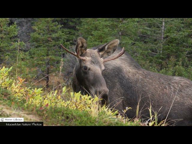 Giant Bull Moose Just Being Moose  #bullmoose