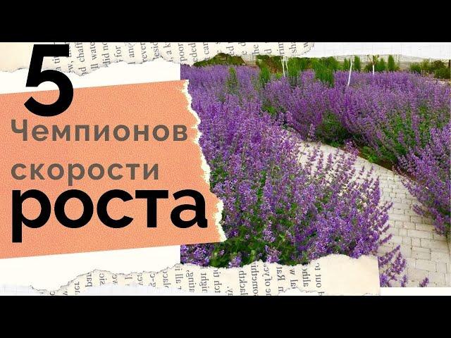 Быстрорастущие многолетние цветы - объем и цветение в первый сезон!