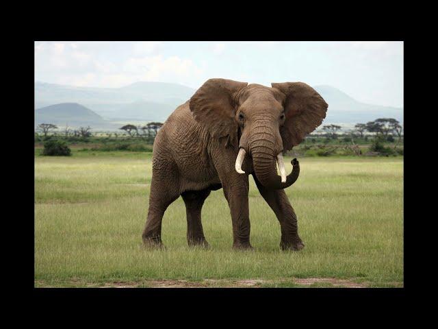 elephants